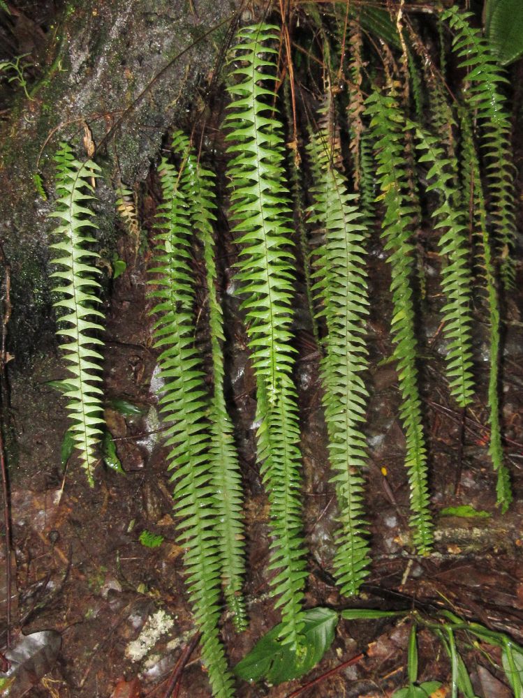 Grammitidaceae Terpsichore asplenifolia