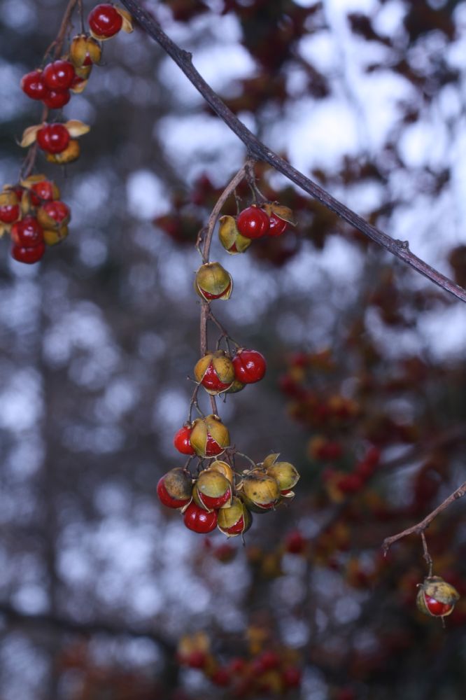 Celastraceae Celastrus scandens