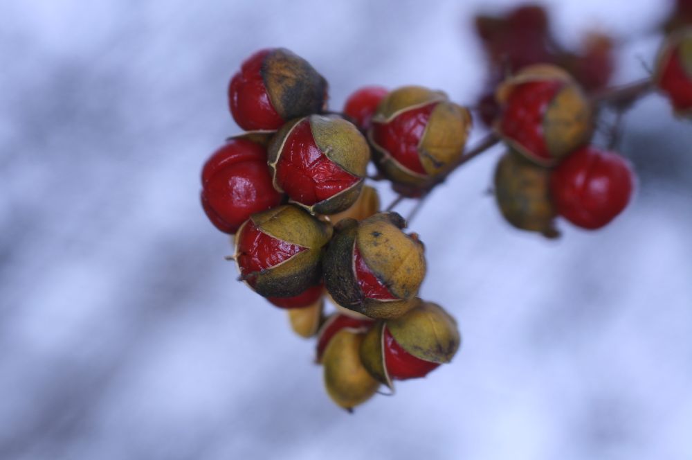 Celastraceae Celastrus scandens