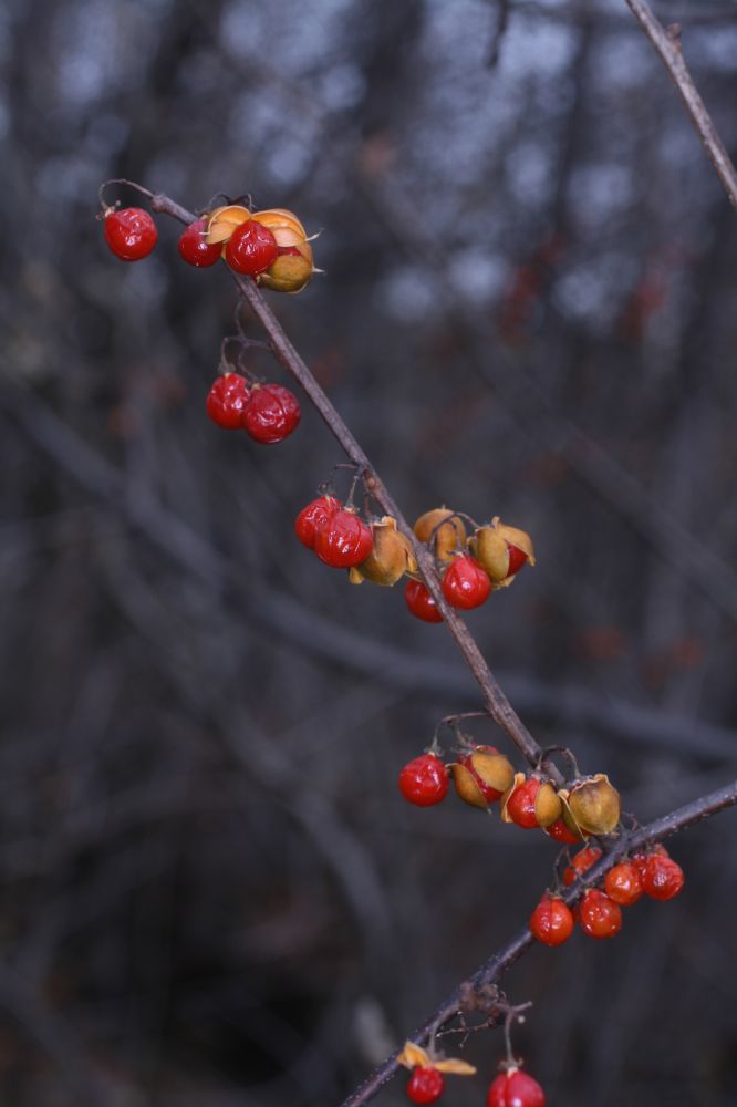 Celastraceae Celastrus scandens
