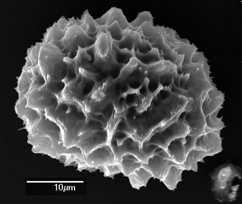 Dryopteridaceae Elaphoglossum cardiophyllum