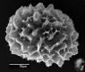 image of Elaphoglossum cardiophyllum