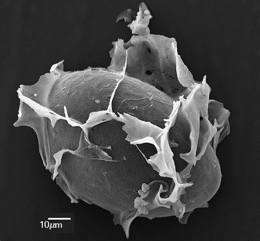 Lomariopsidaceae Lomariopsis subtrifoliata