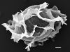 image of Lomariopsis subtrifoliata
