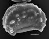 image of Stenochlaena milnei