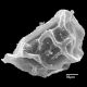 image of Elaphoglossum callifolium