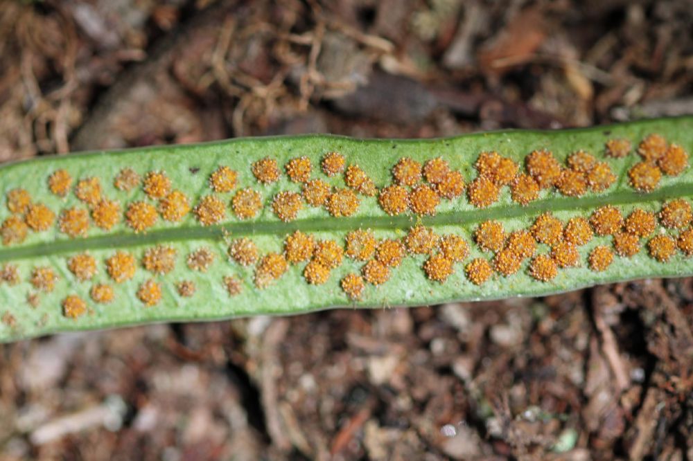 Polypodiaceae Campyloneurum densifolium