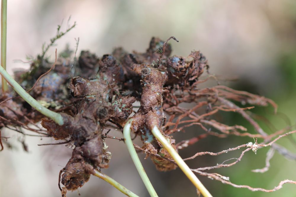 Polypodiaceae Campyloneurum densifolium