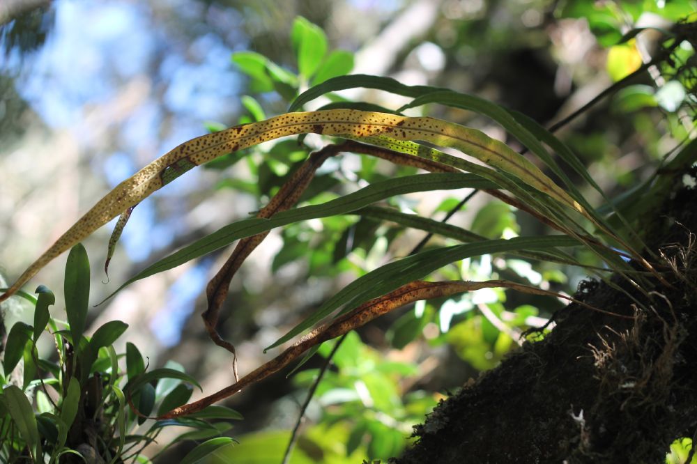 Polypodiaceae Campyloneurum densifolium