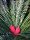 image of Encephalartos ferox
