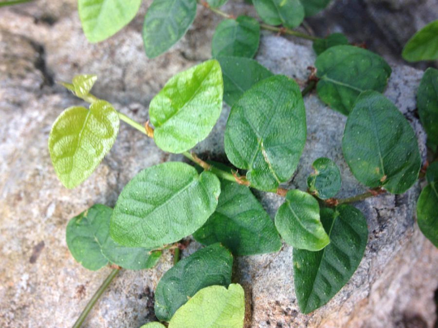 Moraceae Ficus pumila