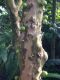 image of Plinia cauliflora