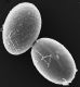 image of Lomariopsis jamaicensis