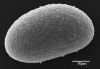 image of Lomariopsis jamaicensis