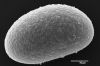 image of Lomariopsis jamaicensis