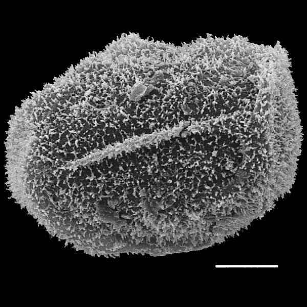 Dryopteridaceae Lastreopsis amplissima
