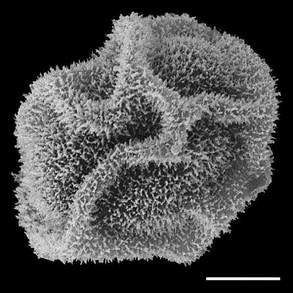 Dryopteridaceae Lastreopsis amplissima