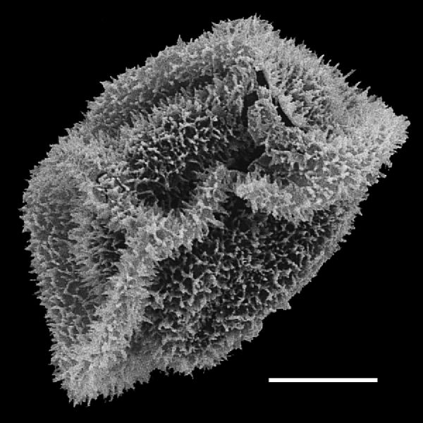 Dryopteridaceae Lastreopsis amplissima