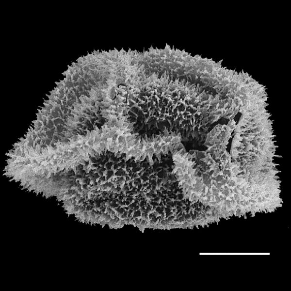 Dryopteridaceae Lastreopsis amplissima
