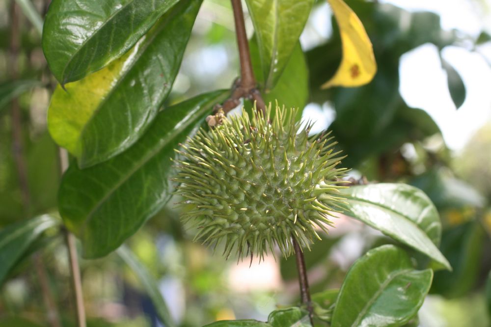 Apocynaceae Allamanda cathartica