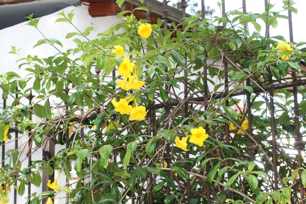 Apocynaceae Allamanda cathartica