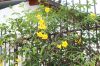 image of Allamanda cathartica