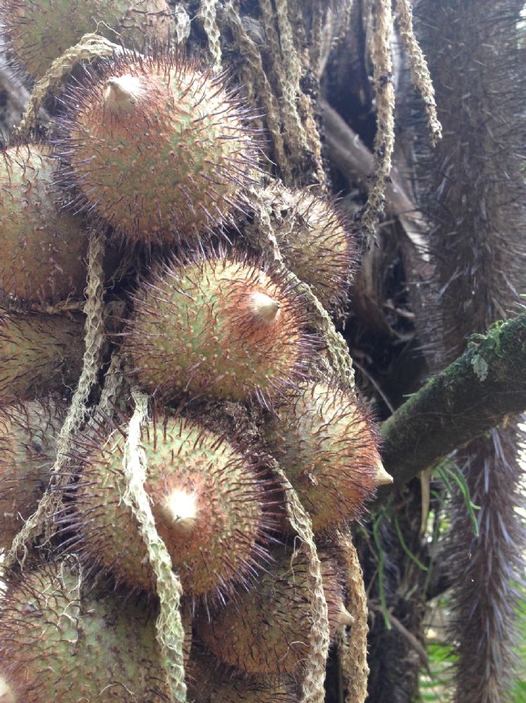 Arecaceae Astrocaryum alatum