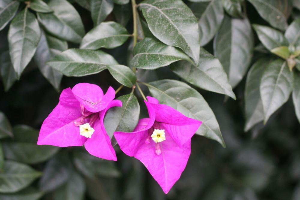 Nyctaginaceae Bougainvillea spectabilis