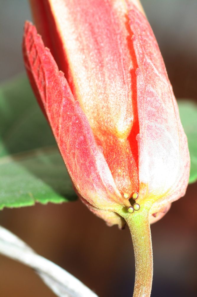 Passifloraceae Passiflora coccinea