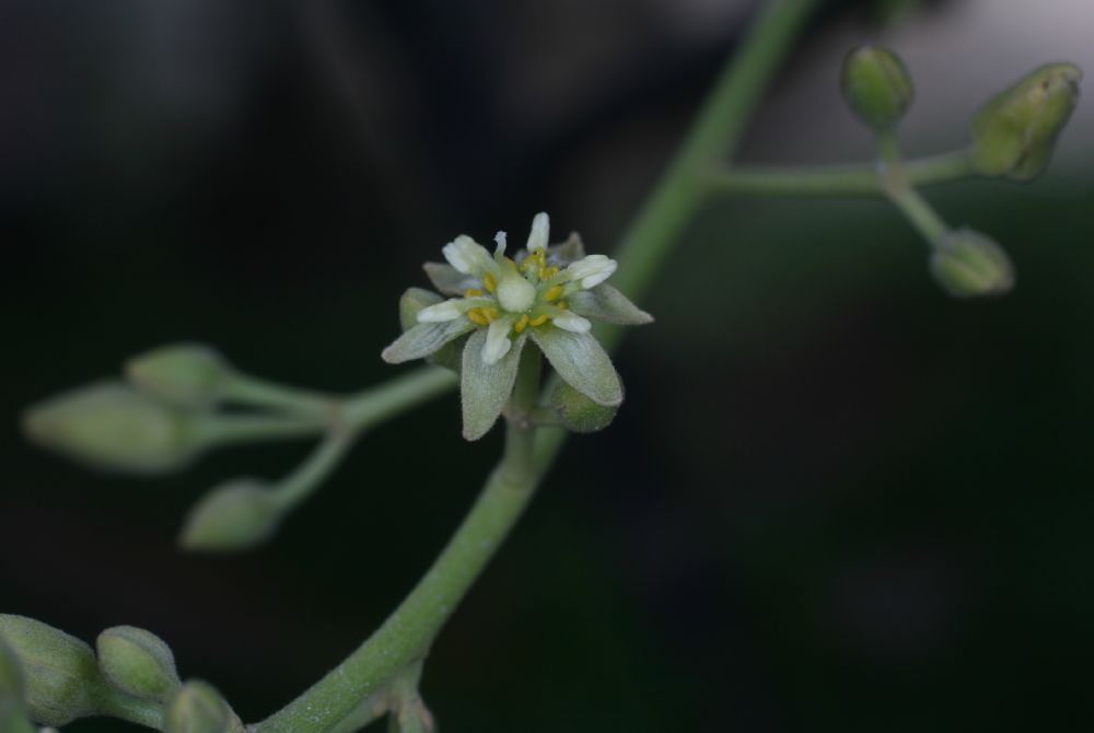 Lauraceae Persea americana