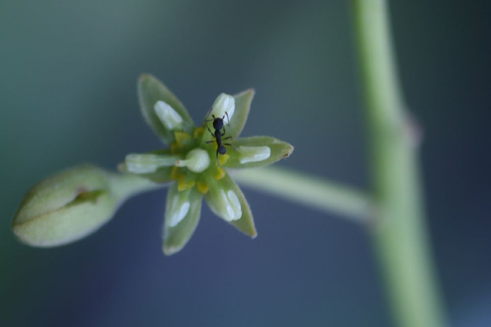 Lauraceae Persea americana