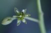 image of Persea americana