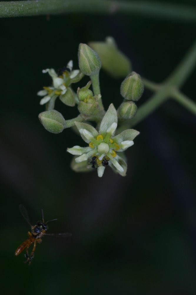 Lauraceae Persea americana