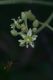image of Persea americana