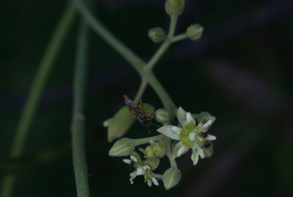 Lauraceae Persea americana