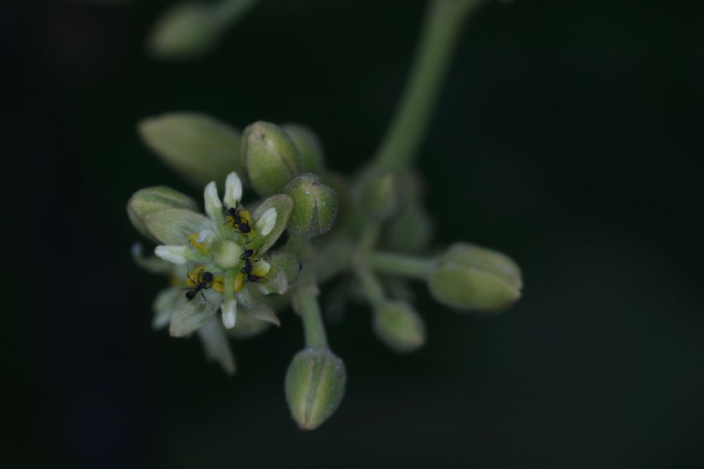 Lauraceae Persea americana