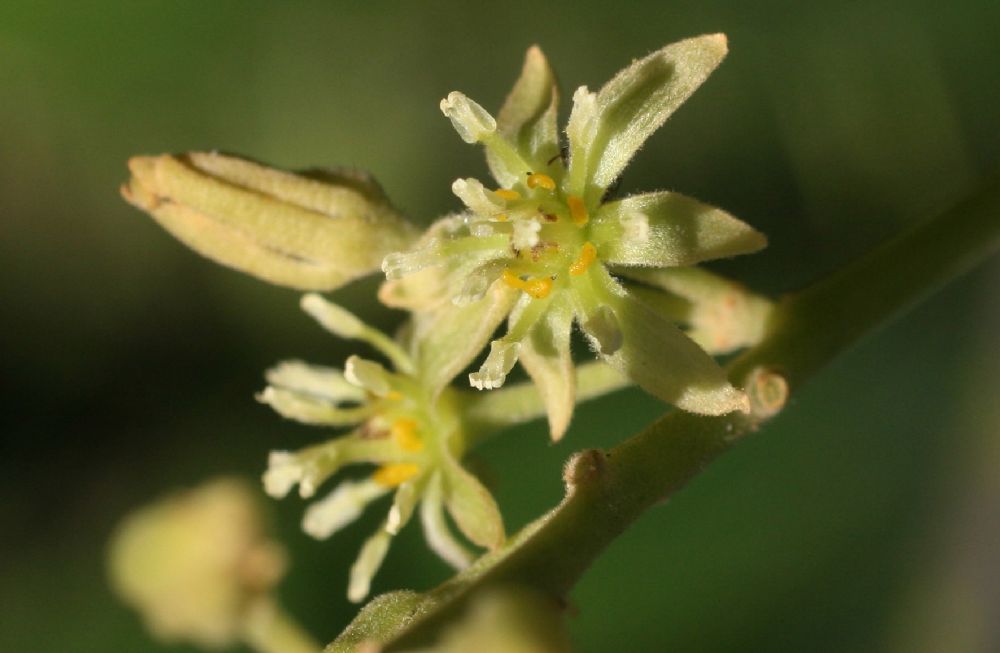 Lauraceae Persea americana