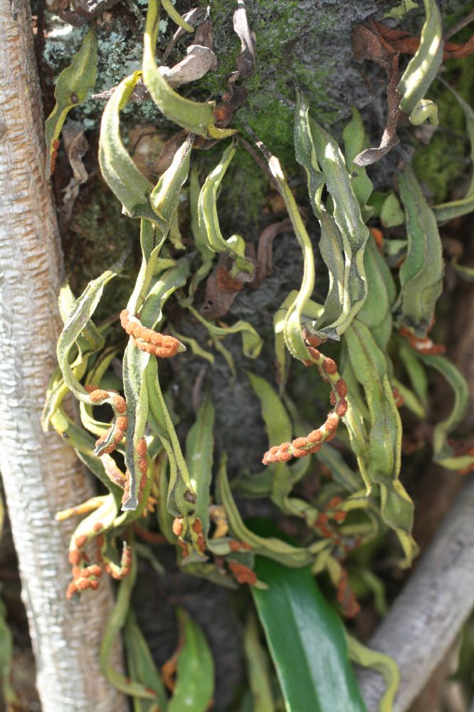 Polypodiaceae Pleopeltis astrolepis