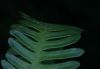 image of Pteris quadriaurita