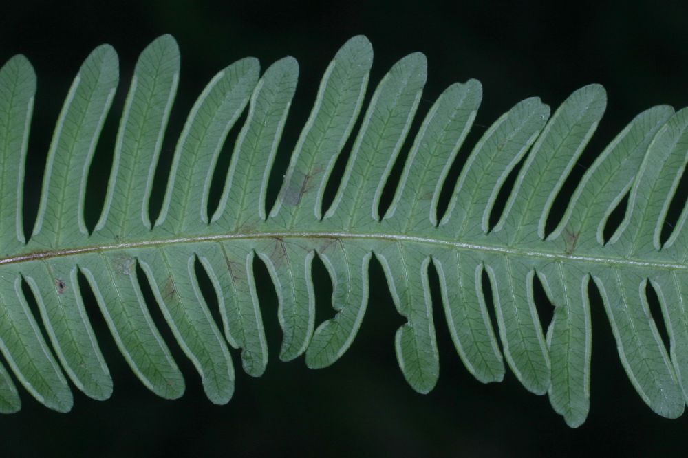 Pteridaceae Pteris quadriaurita