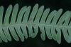 image of Pteris quadriaurita