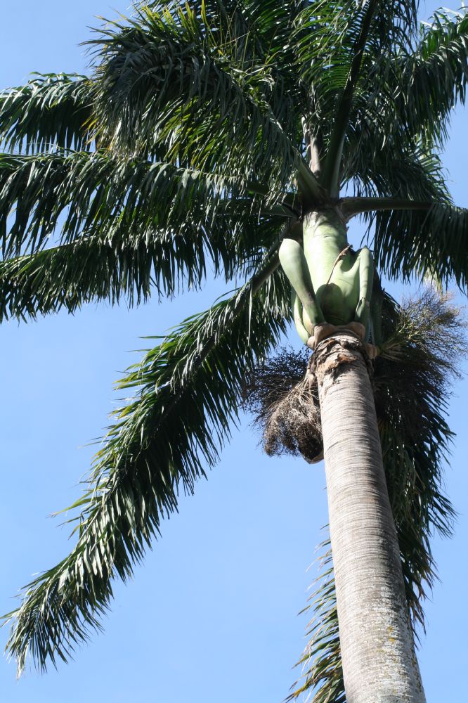 Arecaceae Roystonea regia