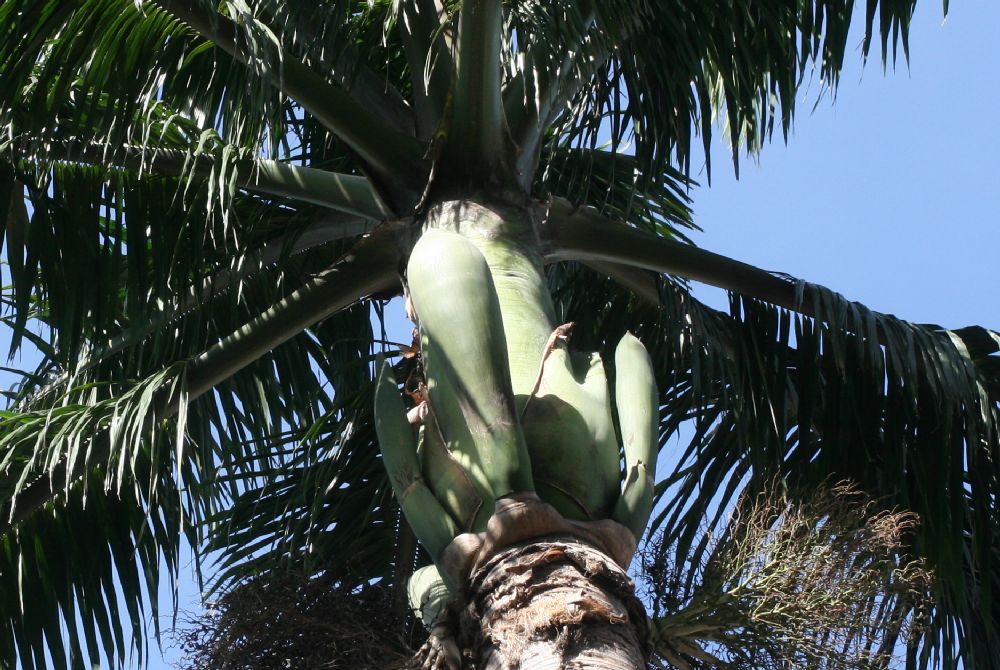 Arecaceae Roystonea regia
