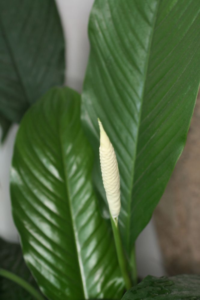 Araceae Spathiphyllum 