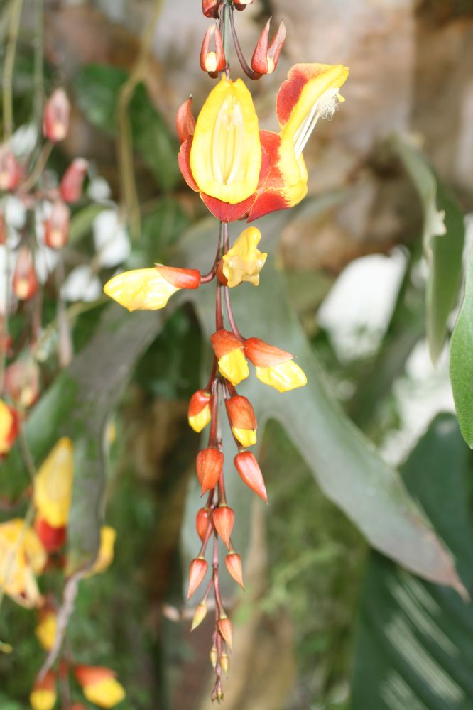 Acanthaceae Thunbergia mysorensis