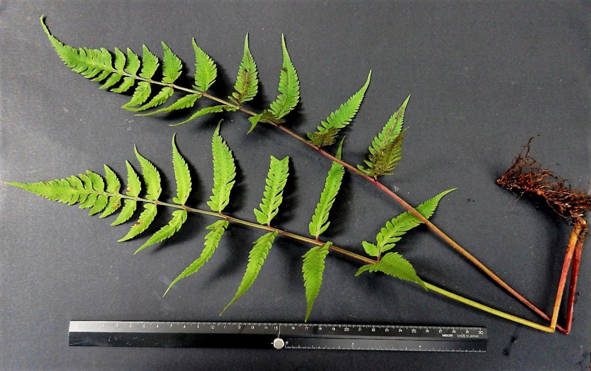 Athyriaceae Ephemeropteris skinneri
