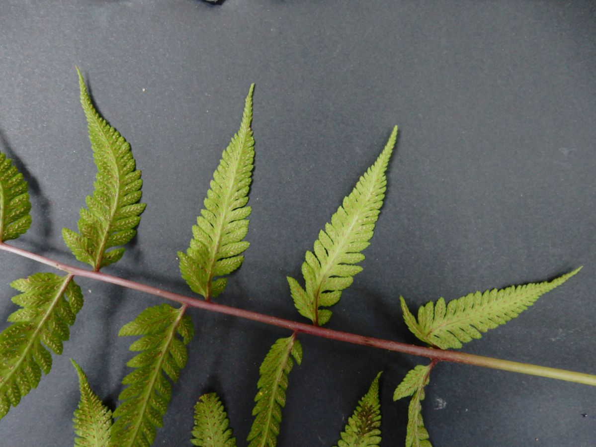 Athyriaceae Ephemeropteris skinneri