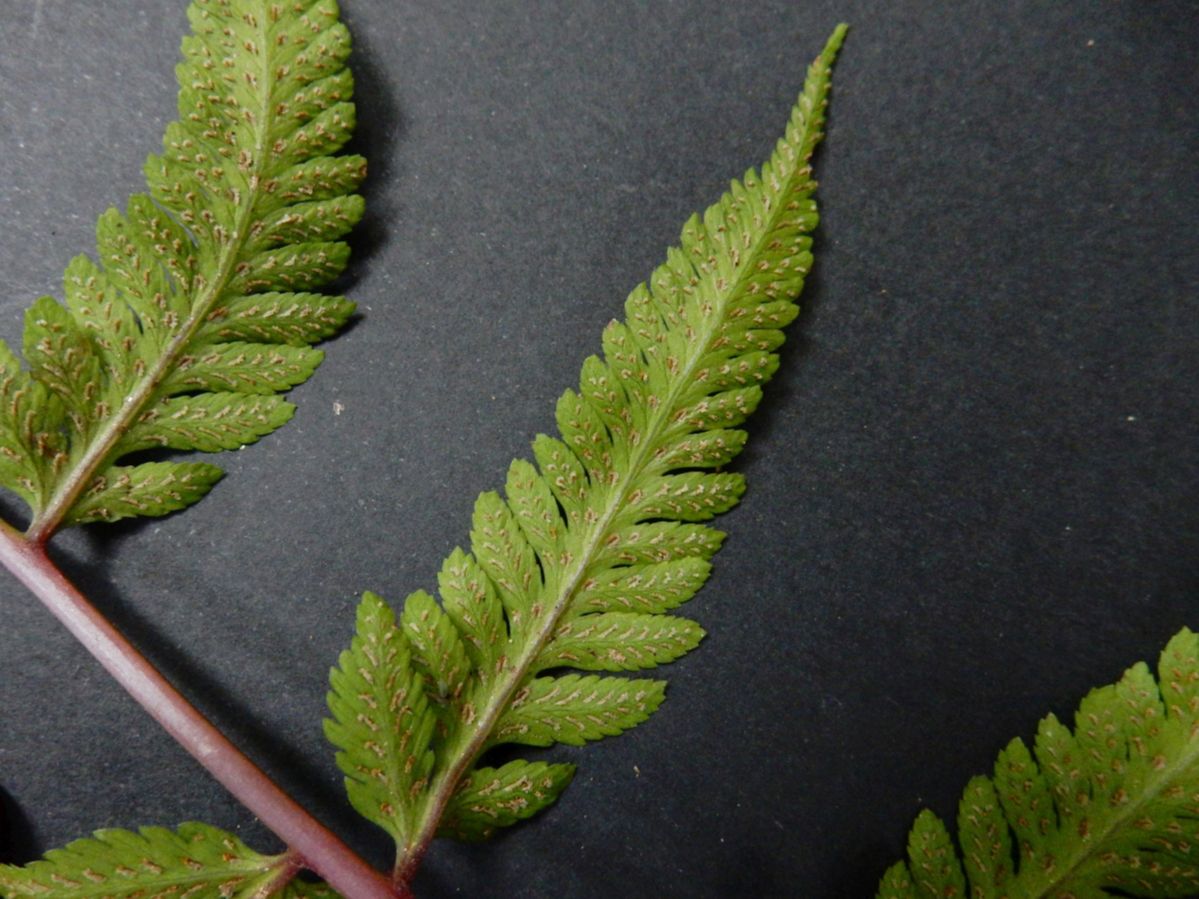 Athyriaceae Ephemeropteris skinneri