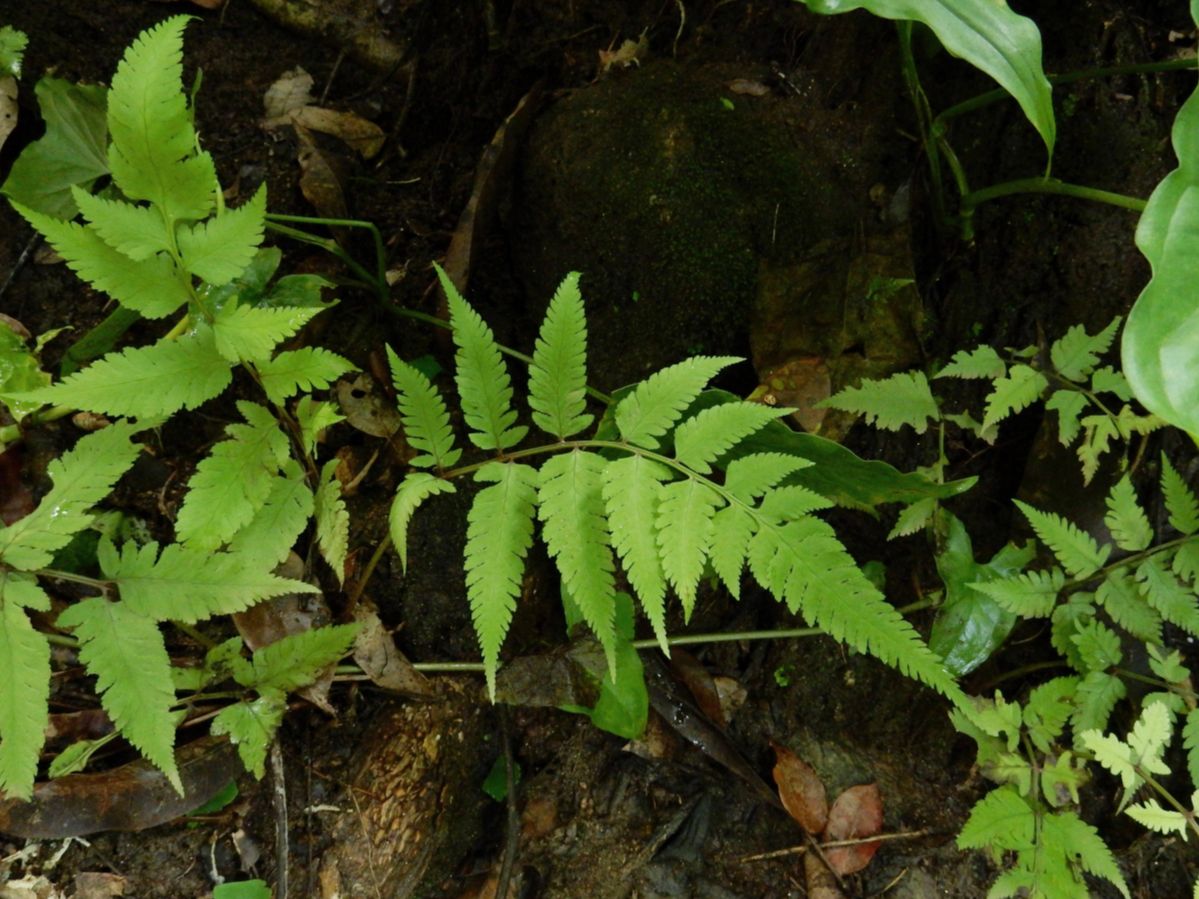 Athyriaceae Ephemeropteris skinneri