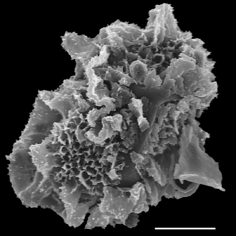 Lomariopsidaceae Bolbitis major